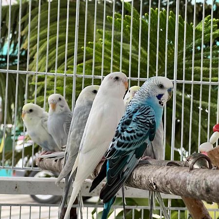 B-5 Aprt. Tipo Villa Sonidos De Las Aves. Jarabacoa Exteriér fotografie