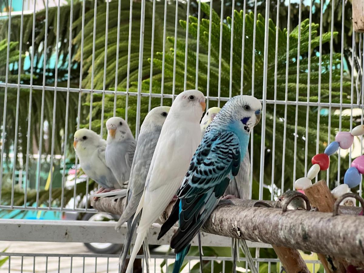 B-5 Aprt. Tipo Villa Sonidos De Las Aves. Jarabacoa Exteriér fotografie